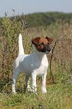 FOX TERRIER POIL LISSE 113